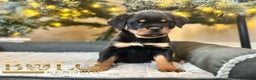 Rottweiler dogs for sale: Eve - Ad 1