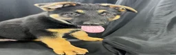German Shepherd dogs for sale: Shadow - Ad 8