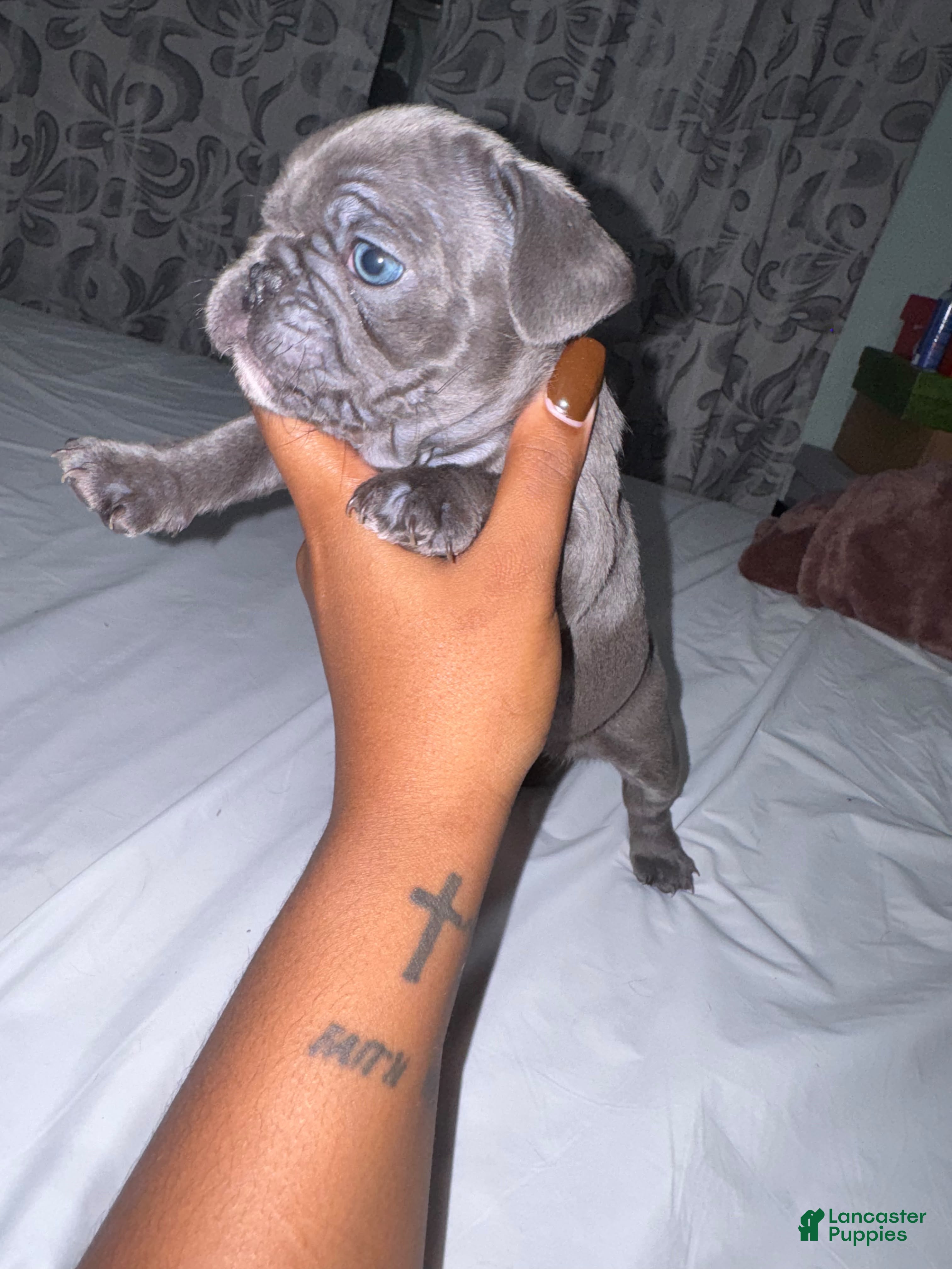 French Bulldog dogs for sale: French Bulldog 1 - Ad 2