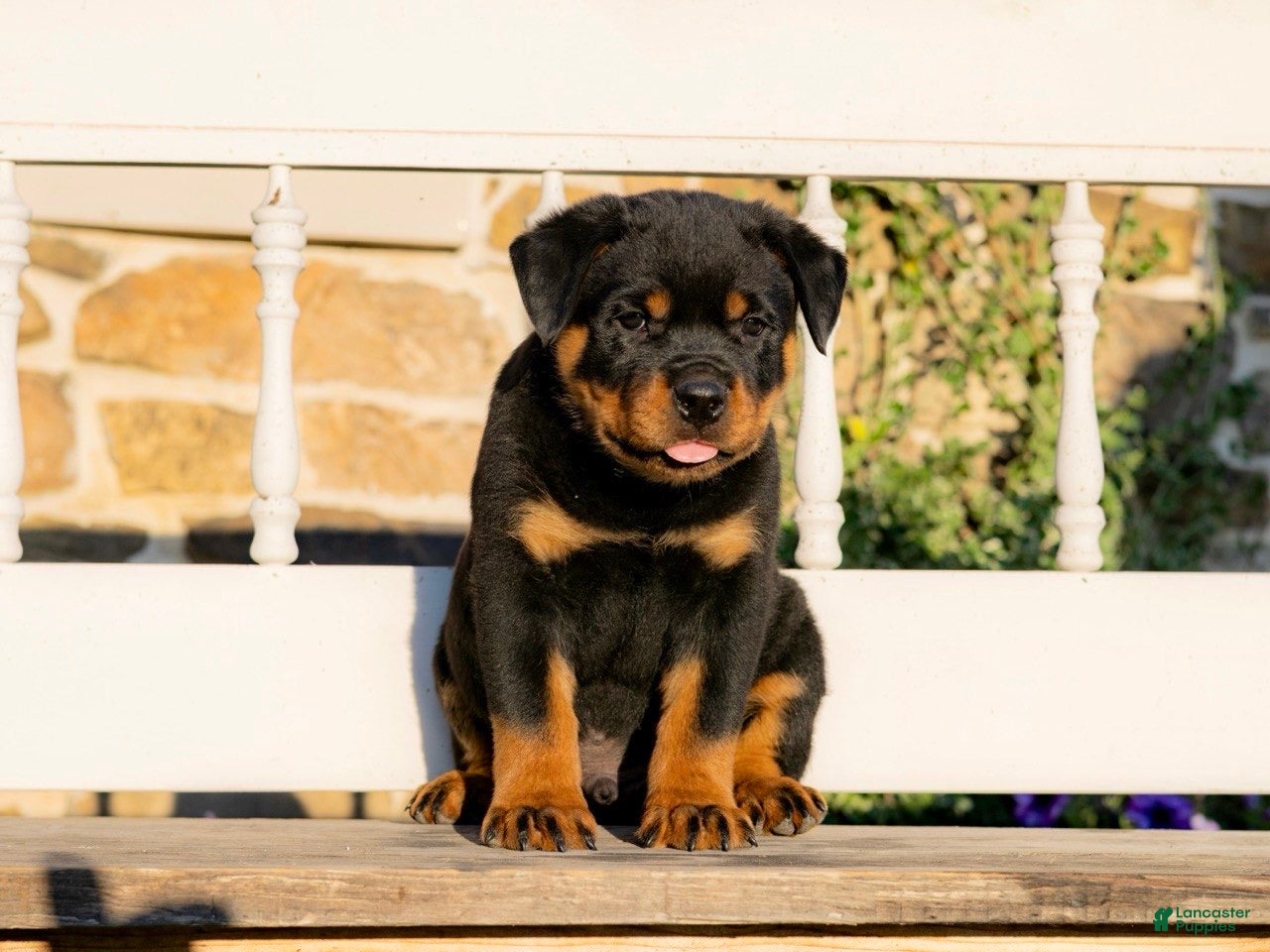 Rottweiler dogs Stockton - Ad 2