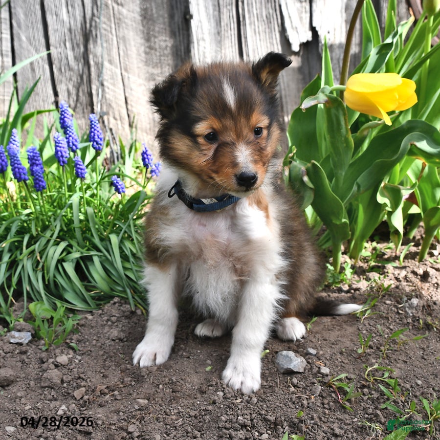 Shetland Sheepdog dogs Tyler - Ad 1