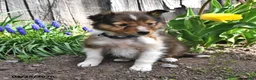 Shetland Sheepdog dogs for sale: Tyler - Ad 1