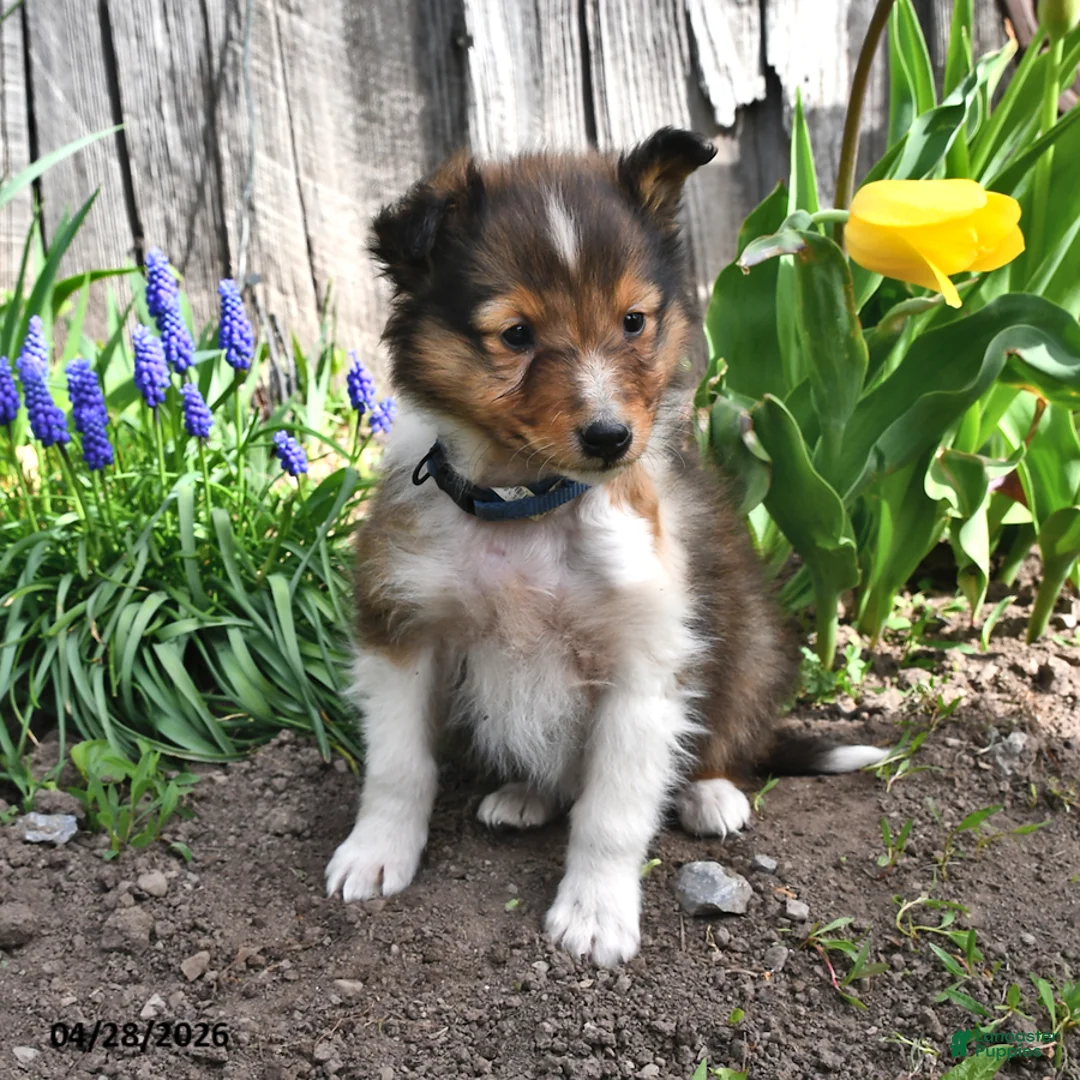 Shetland Sheepdog dogs for sale: Tyler - Ad 1