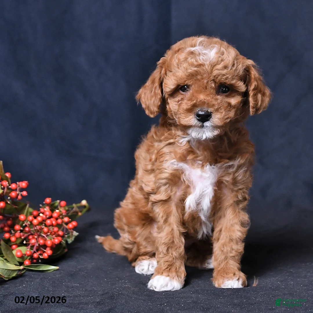 Toy Poodle dogs for sale: Rainbow - Ad 4