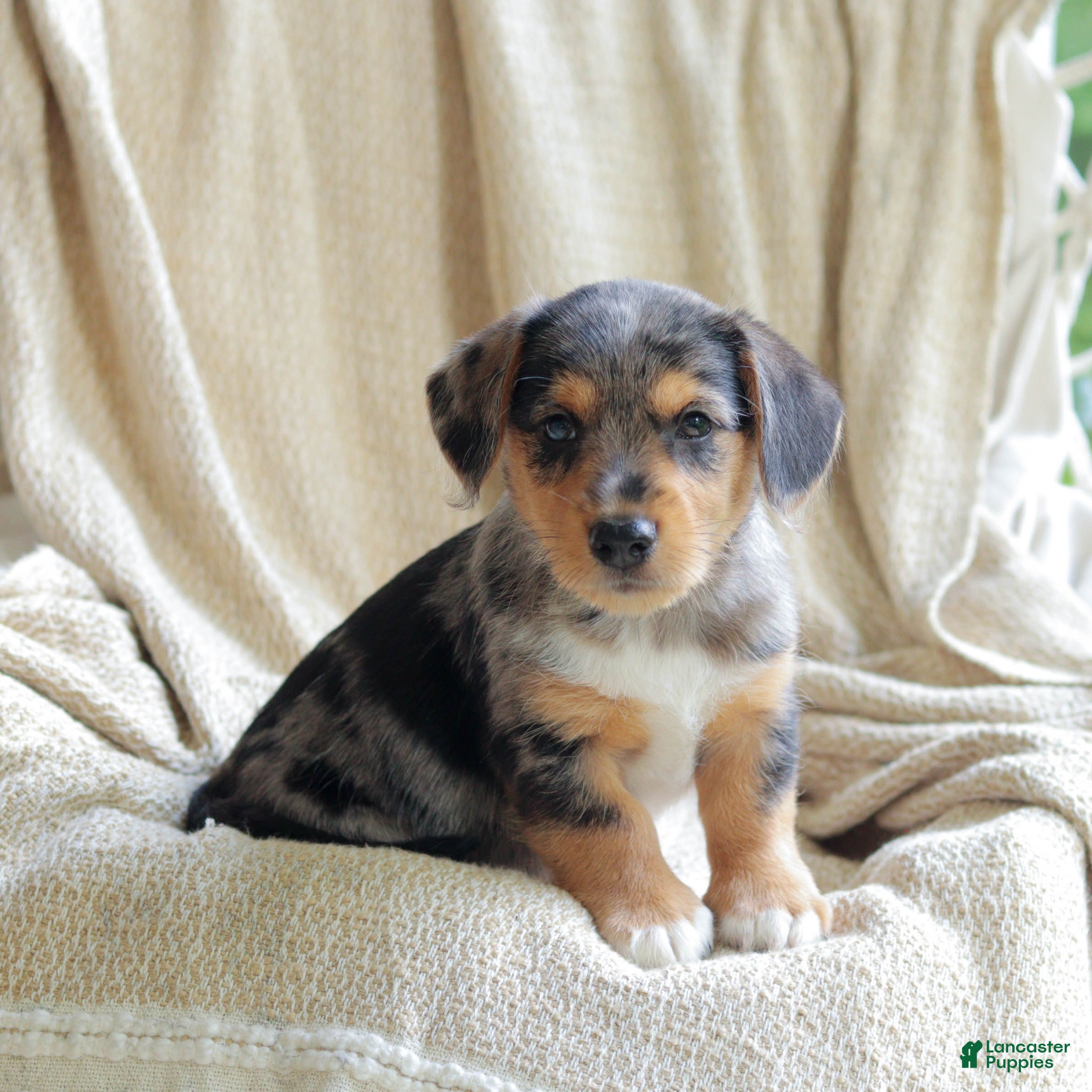 Mixed Breed dogs for sale: Oakley - Ad 4