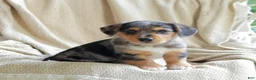 Mixed Breed dogs for sale: Oakley - Ad 1