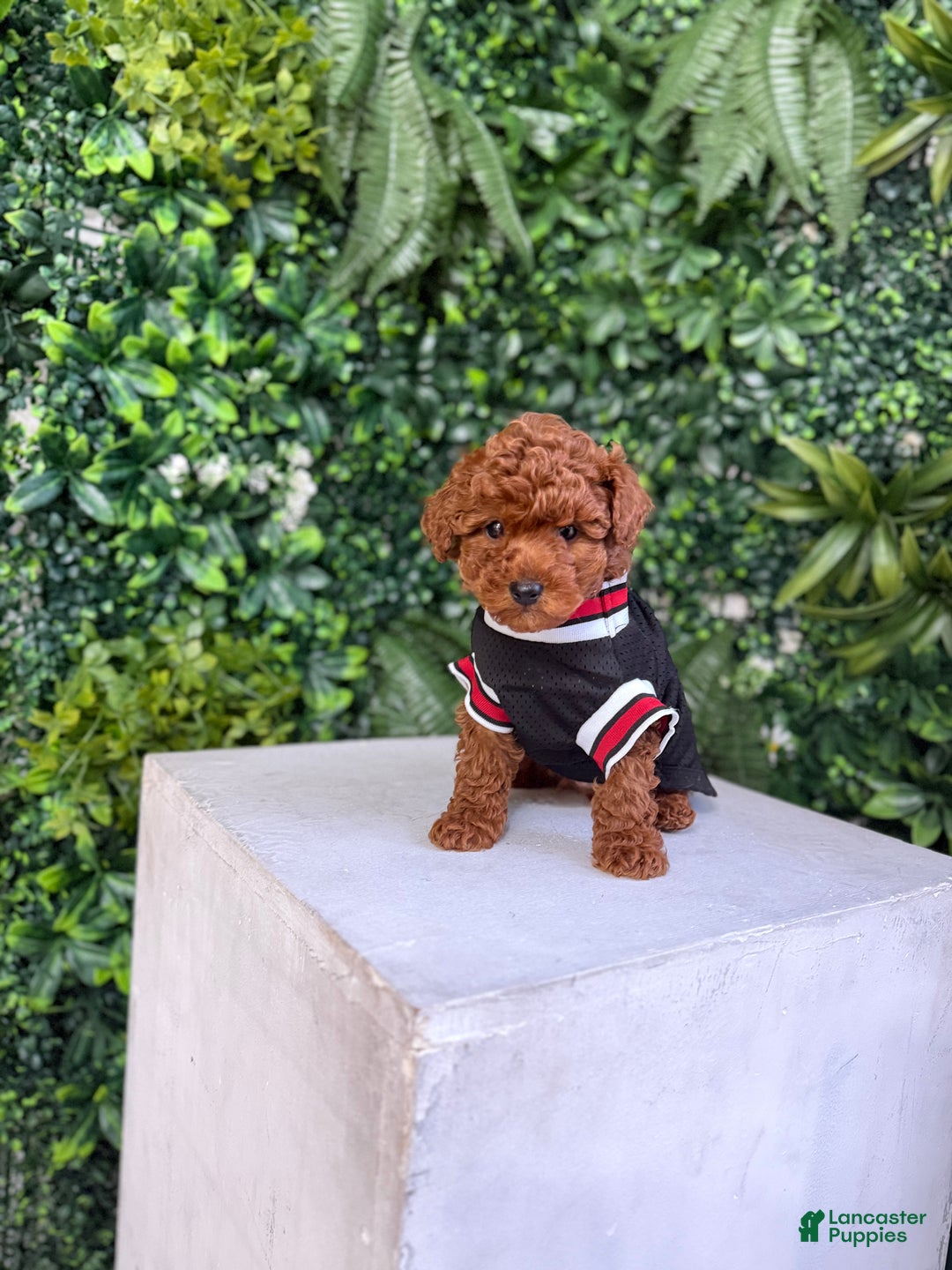 Toy Poodle dogs for sale: Tiger  - Ad 3