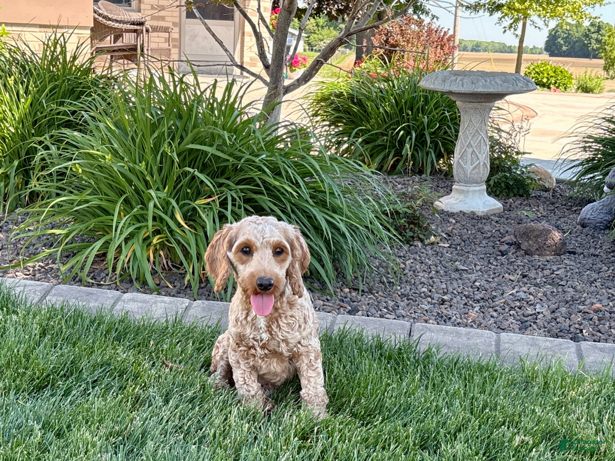 Cockapoo dogs Lillie  - Ad 1