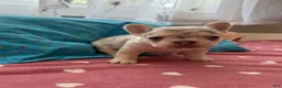 French Bulldog dogs for sale: French Bulldog 5 - Ad 3