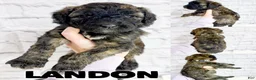 Saint Berdoodles dogs for sale: Landon - Standard F1b - Ad 1