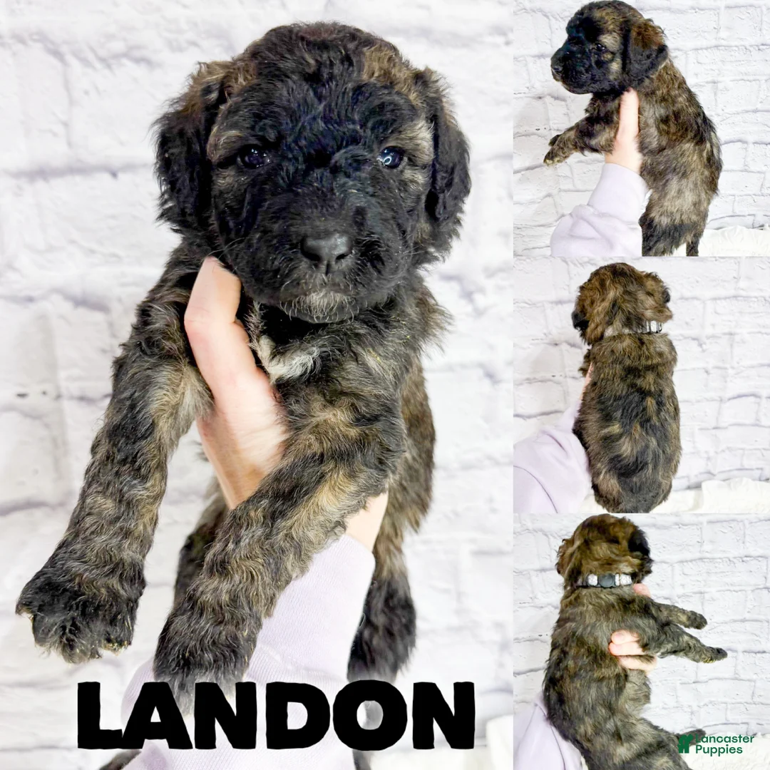 Saint Berdoodles dogs for sale: Landon - Standard F1b - Ad 1