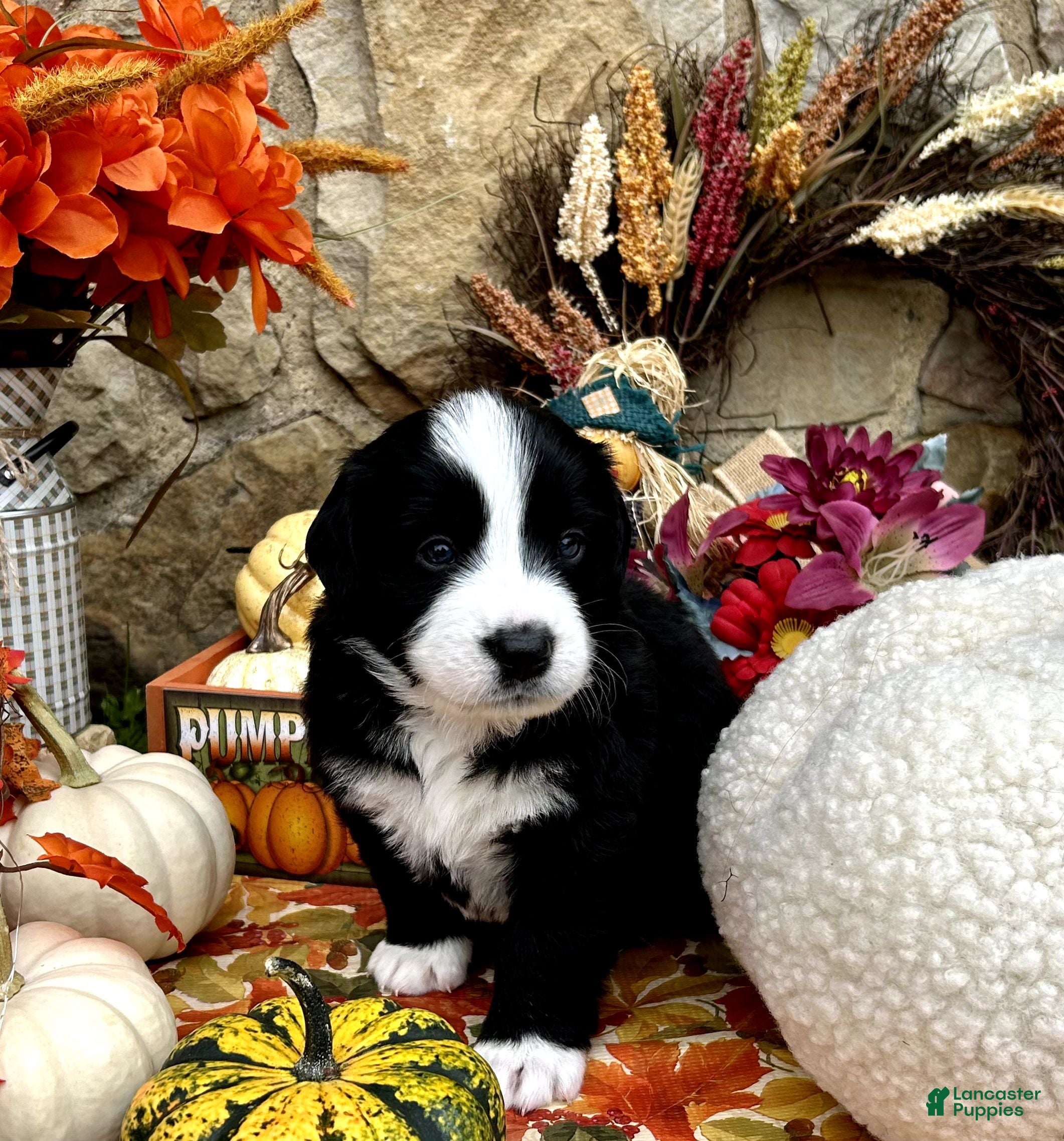 Mixed Breed dogs for sale: Lily - Ad 1