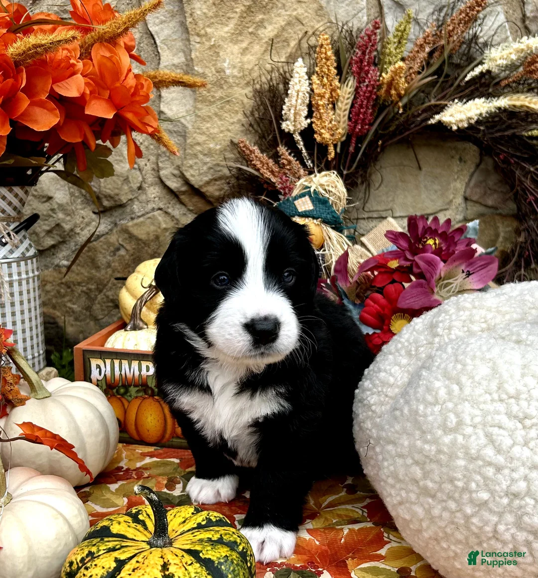 Mixed Breed dogs for sale: Lily - Ad 1