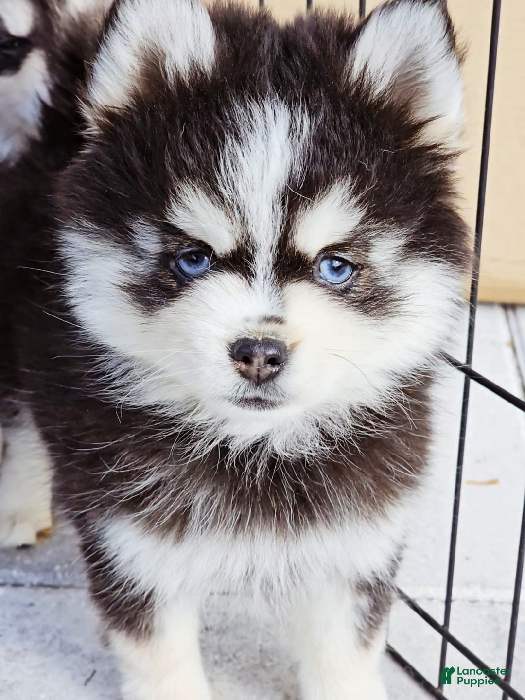 Pomsky dogs for sale: Sophia - Ad 2