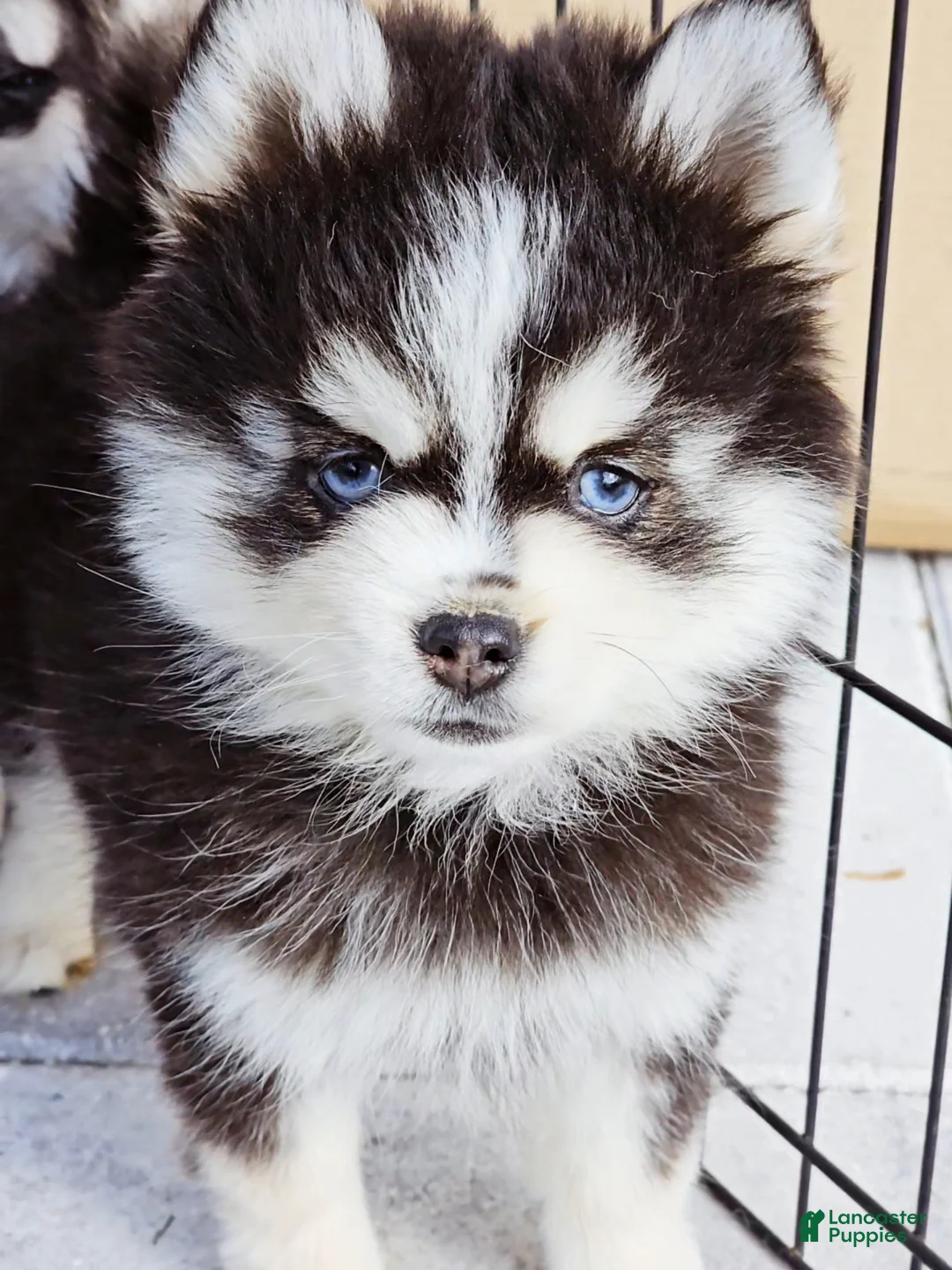 Pomsky dogs for sale: Sophia - Ad 2