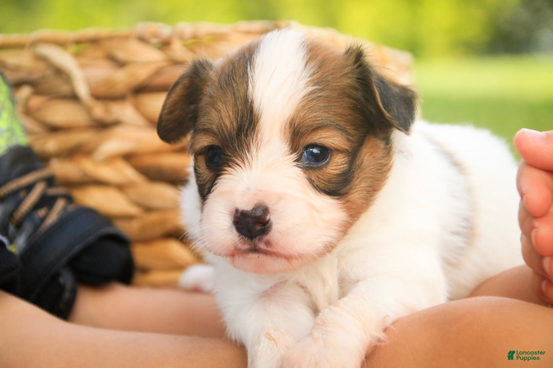 Papillon dogs Leon Papillon  - Ad 2