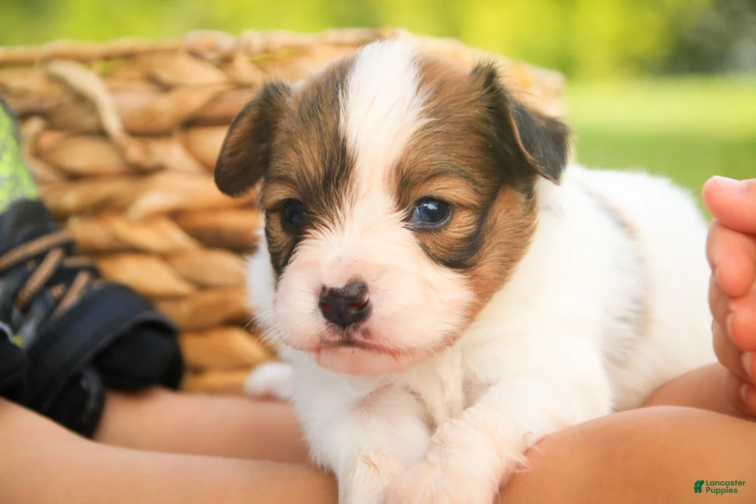Papillon dogs for sale: Leon Papillon  - Ad 2