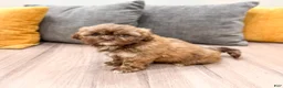 Shih Tzu dogs for sale: Abigail - Ad 2