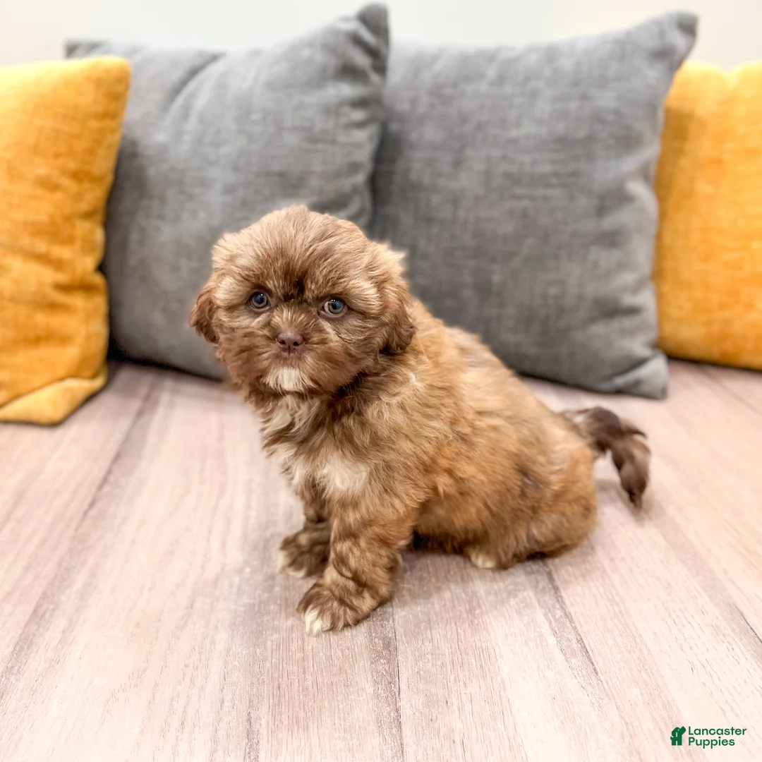 Shih Tzu dogs for sale: Abigail - Ad 2