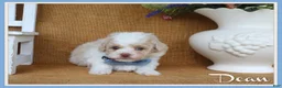Toy Poodle dogs for sale: Dean - Ad 1