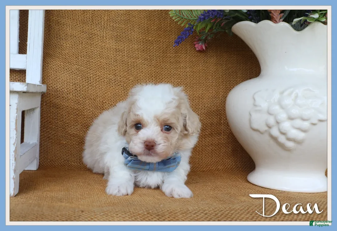 Toy Poodle dogs for sale: Dean - Ad 1
