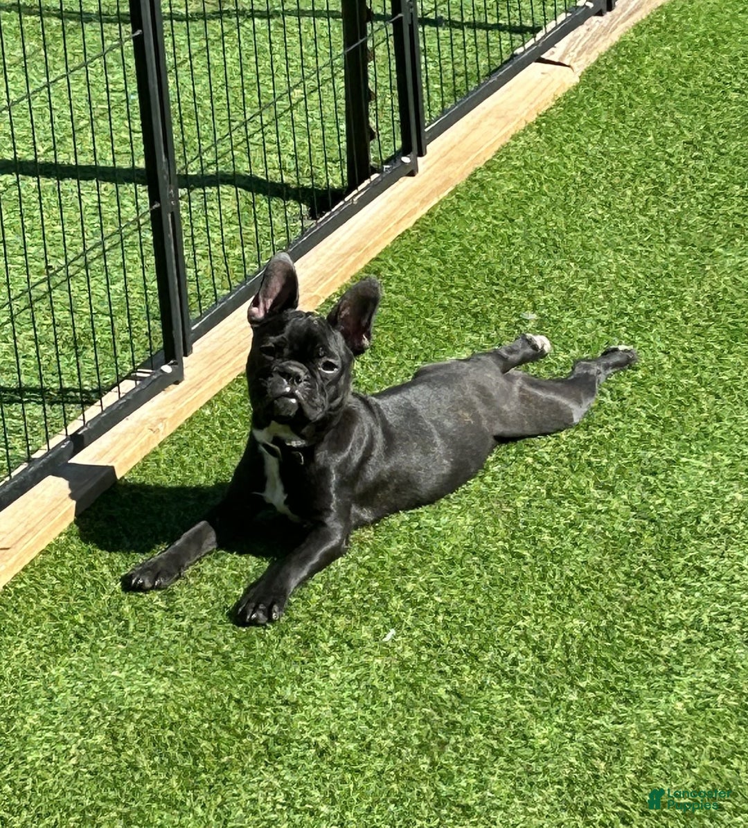 Frenchton dogs for sale: Lola - Ad 5