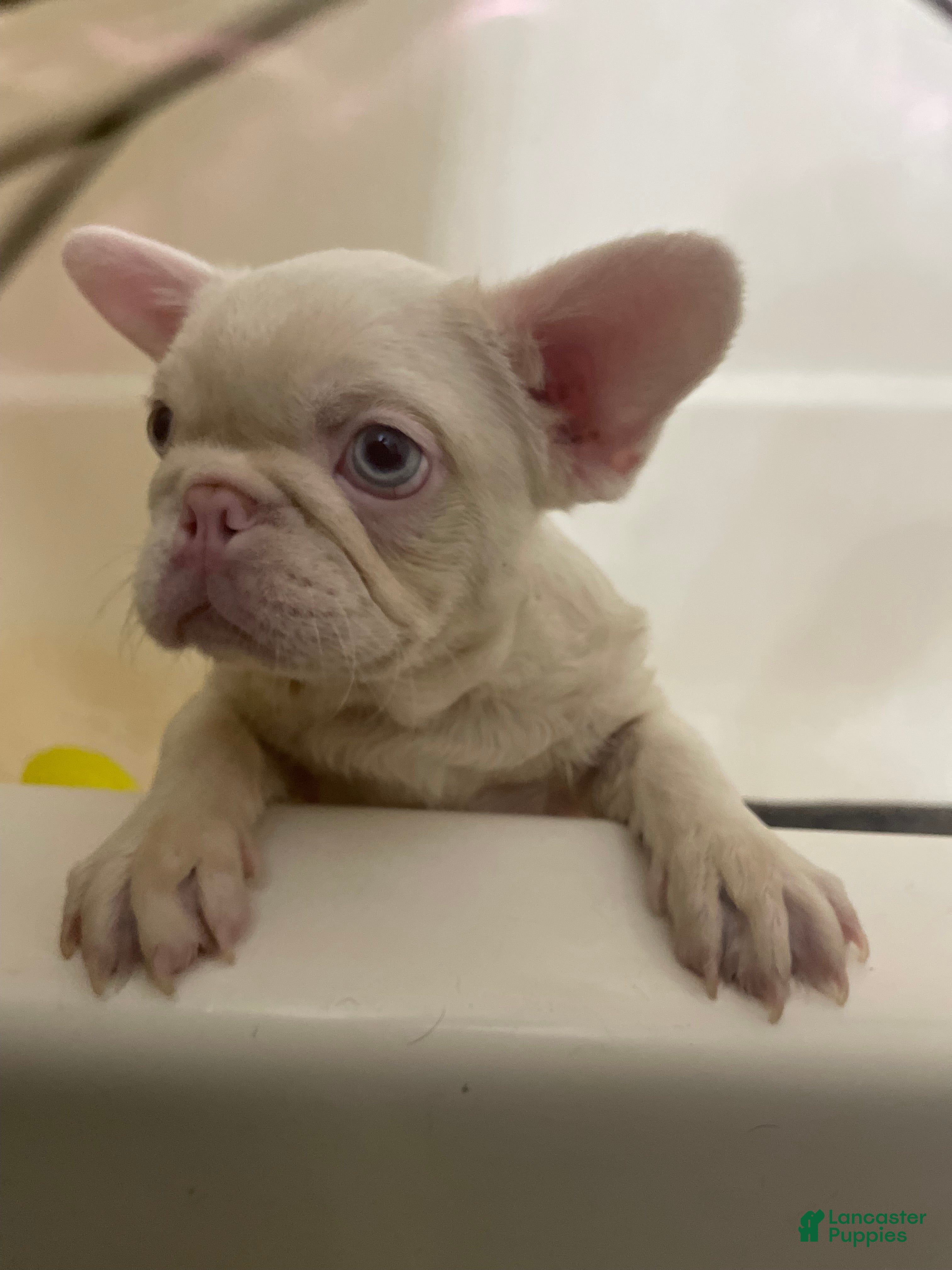 French Bulldog dogs Yang the Pink Micro - Ad 2