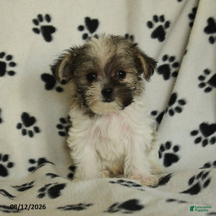 Shorkie dogs Iron - Ad 2