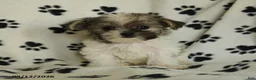 Shorkie dogs for sale: Iron - Ad 2