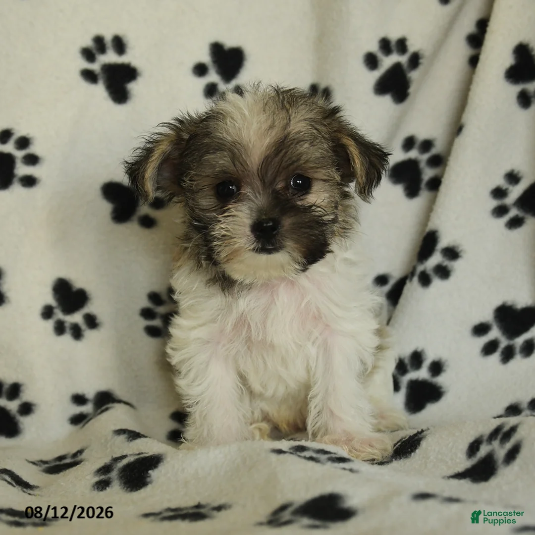 Shorkie dogs for sale: Iron - Ad 2