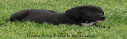 Great Dane dogs for sale: MIlo - Ad 6