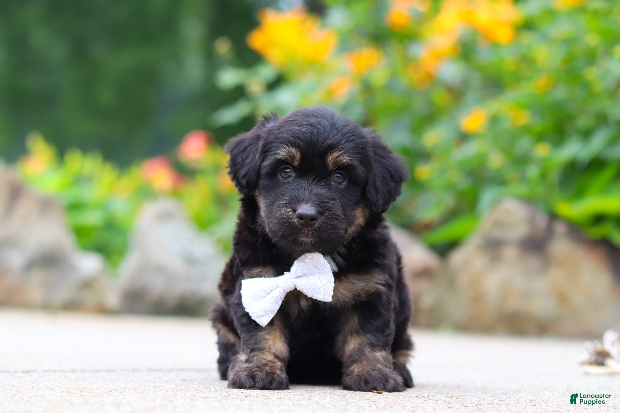 Mini Aussiedoodle dogs Austin - Ad 1