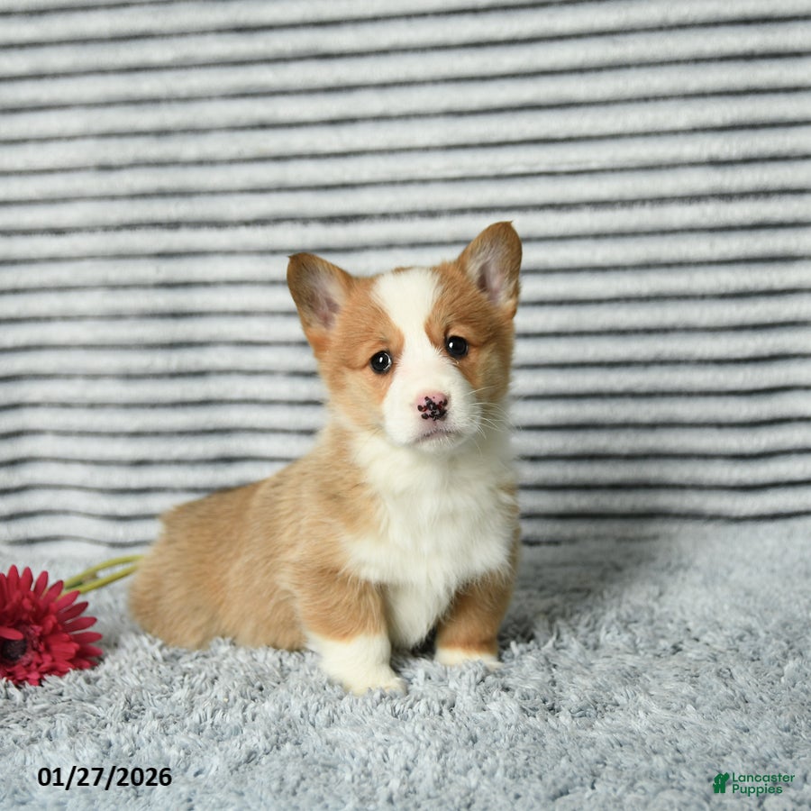 Welsh Corgi Pembroke dogs Cherrio - Ad 29