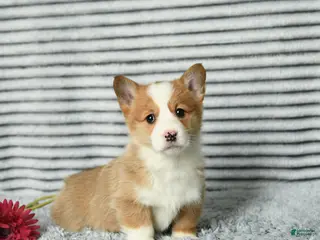 Welsh Corgi Pembroke dogs Cherrio - Ad 29