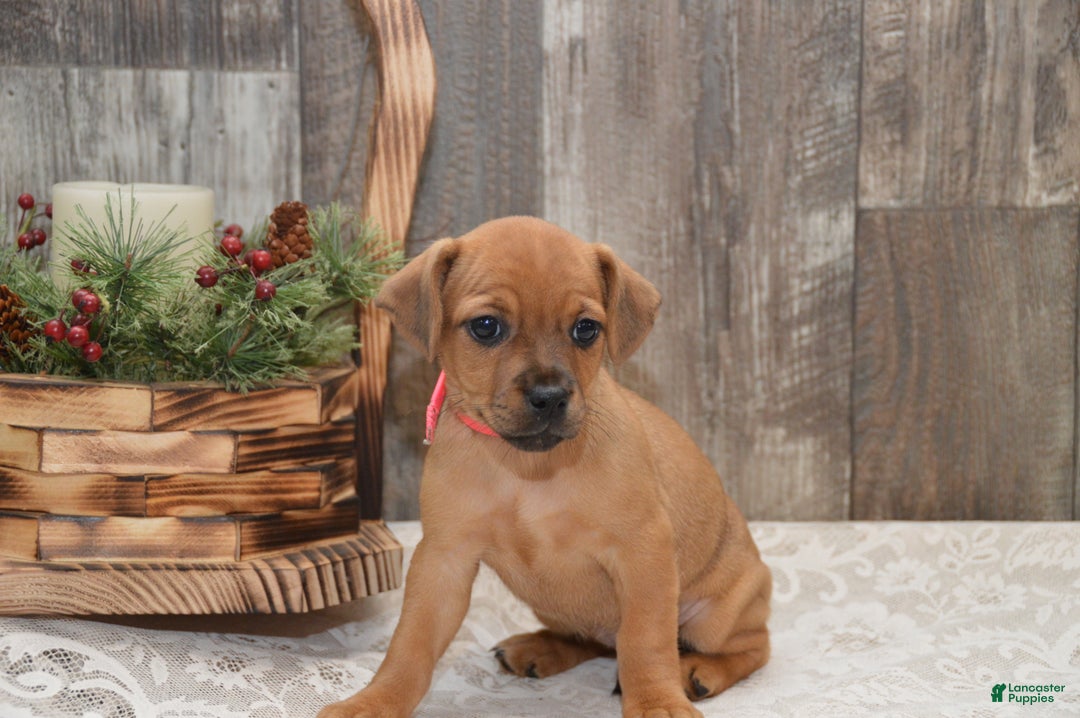 Jug dogs for sale: Abby - Ad 4