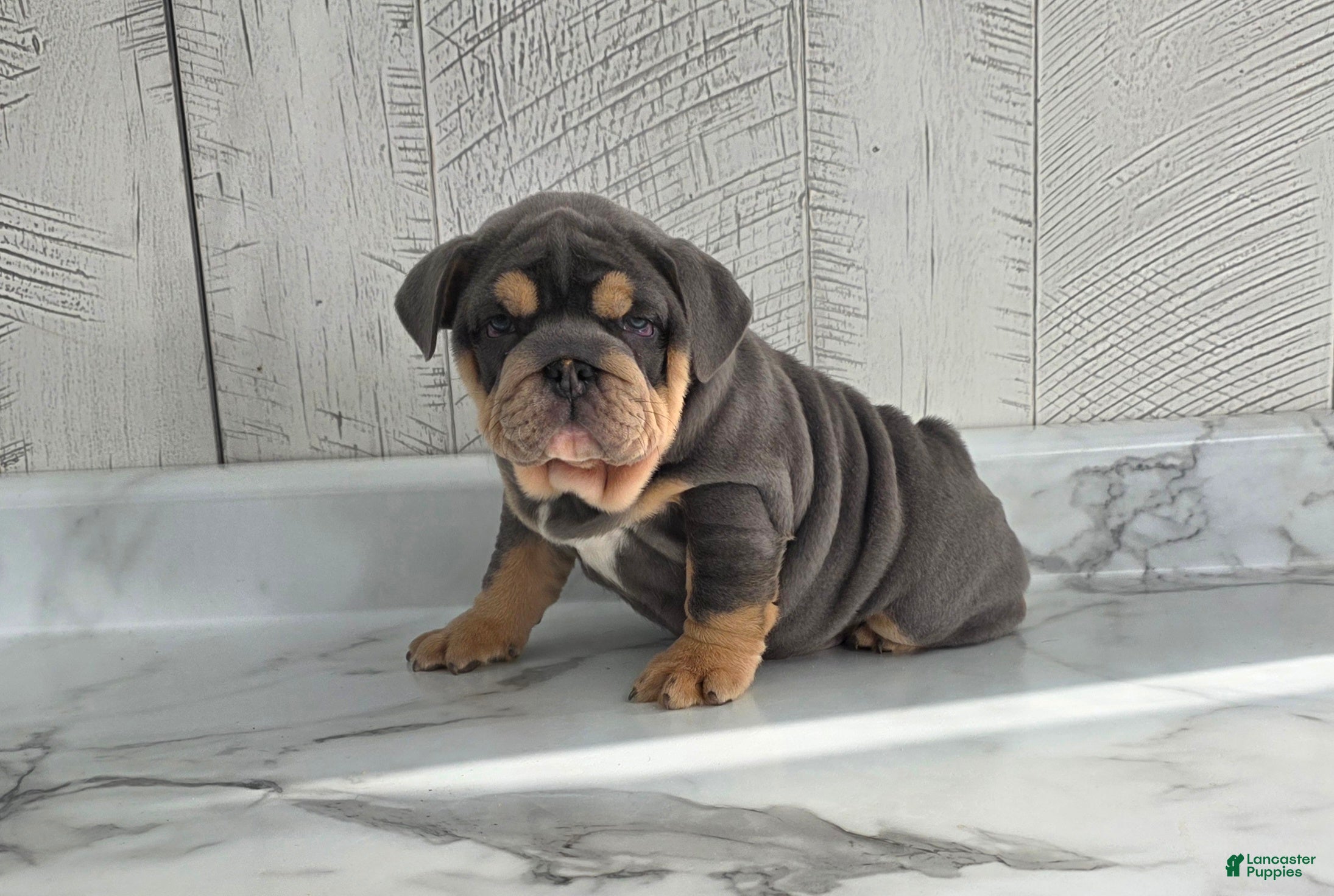 Olde English Bulldogge dogs Bella  - Ad 2