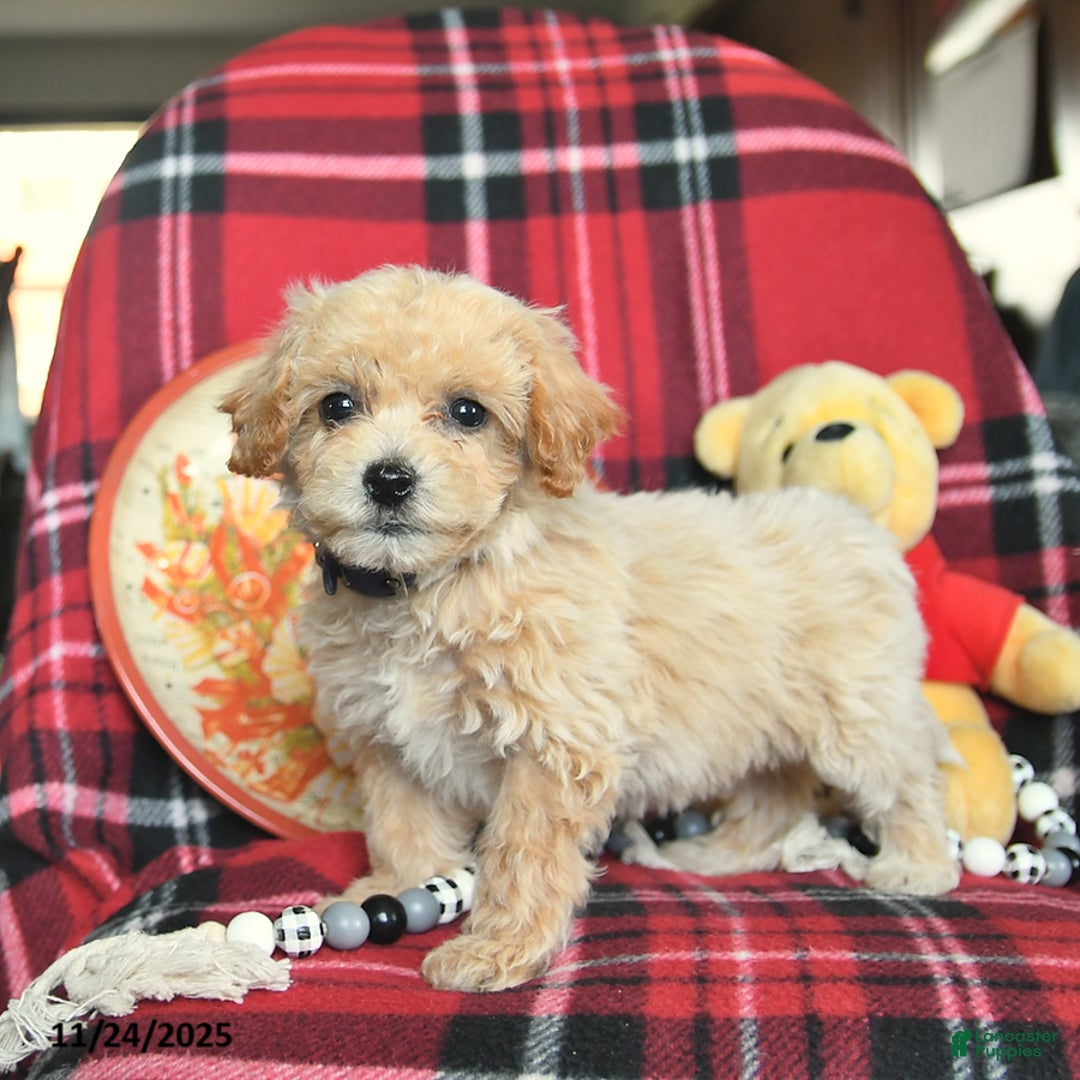 Bichpoo dogs for sale: Trixie - Ad 3