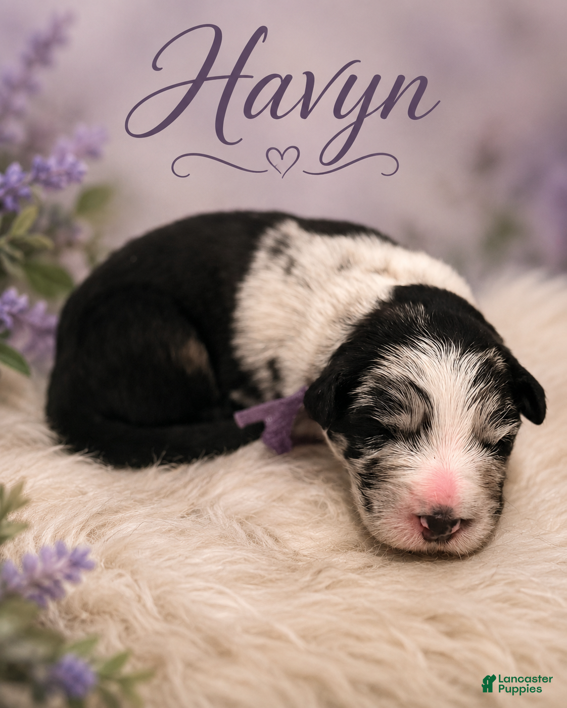Mixed Breed dogs Havyn - Ad 1
