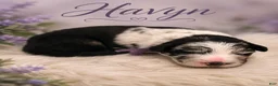 Mixed Breed dogs for sale: Havyn - Ad 1