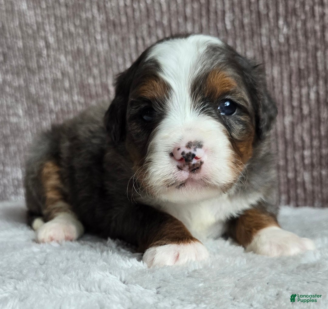 Mini Bernedoodle dogs for sale: Mini Sophie - Ad 8