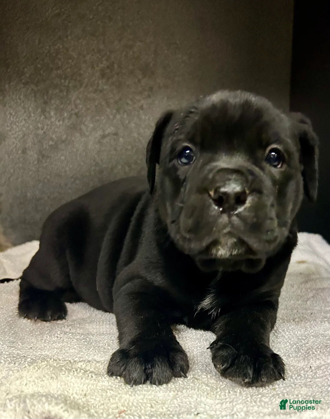 Mixed Breed dogs for sale: Ben - Ad 1