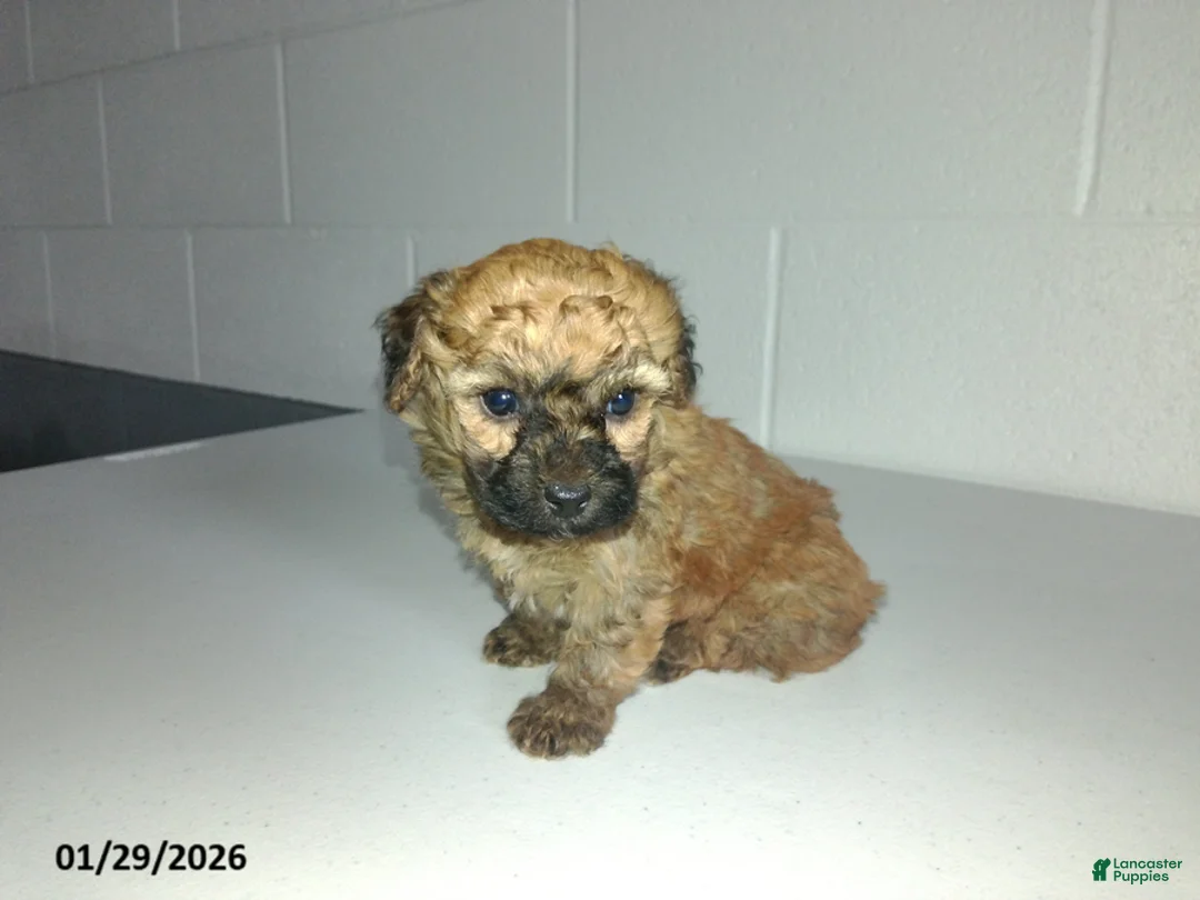 Yorkiepoo dogs for sale: Cody - Ad 6