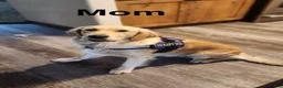 Goldador dogs for sale: Goldador 1 - Ad 2
