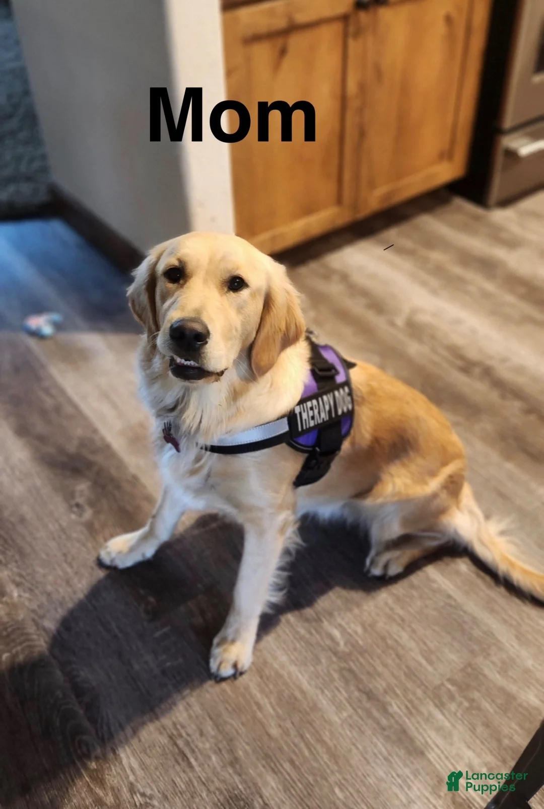 Goldador dogs for sale: Goldador 1 - Ad 2