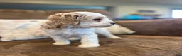 Cockapoo dogs for sale: Buff and white/brown and black nose  - Ad 3