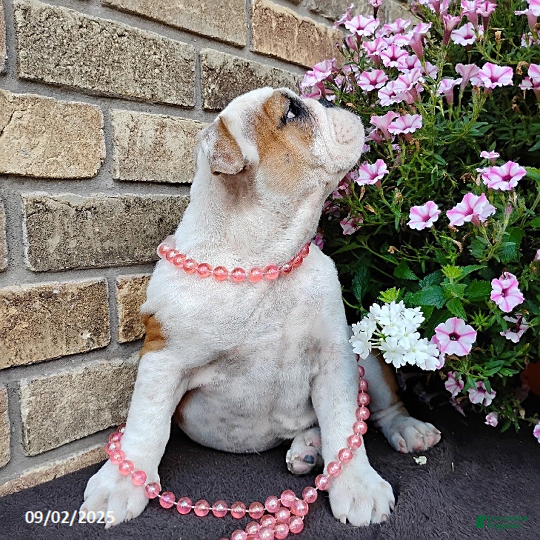 English Bulldog dogs for sale: Rolita - Ad 7