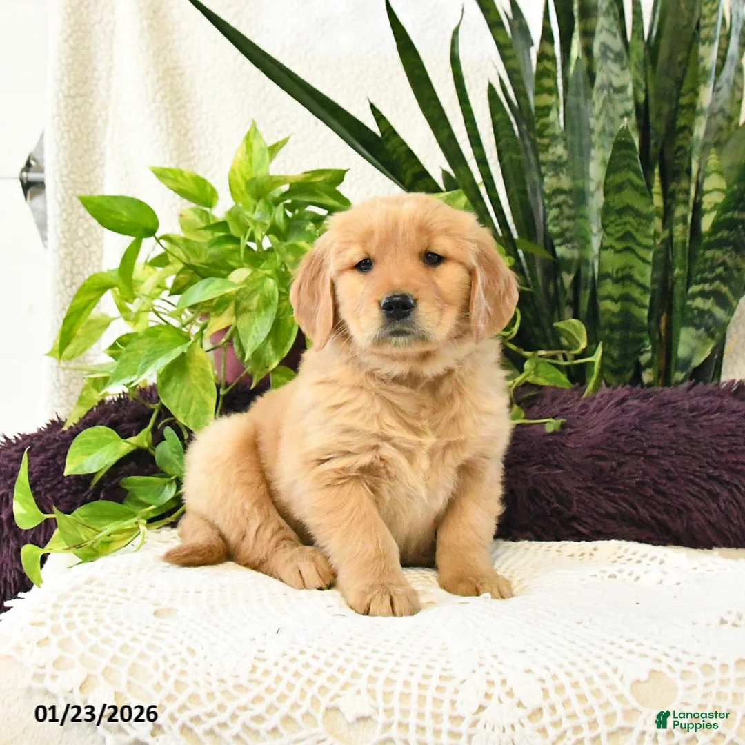 Golden Retriever dogs for sale: Kora - Ad 2