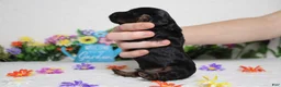 Cockapoo dogs for sale: Toffee  - Ad 7