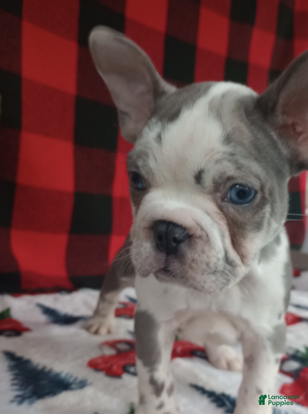 French Bulldog dogs for sale: Hailey  - Ad 2