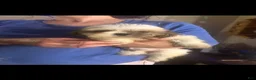 Shih Tzu dogs for sale: Shih Tzu 2 - Ad 4